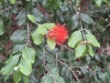 la_gomera_2013_img_1847