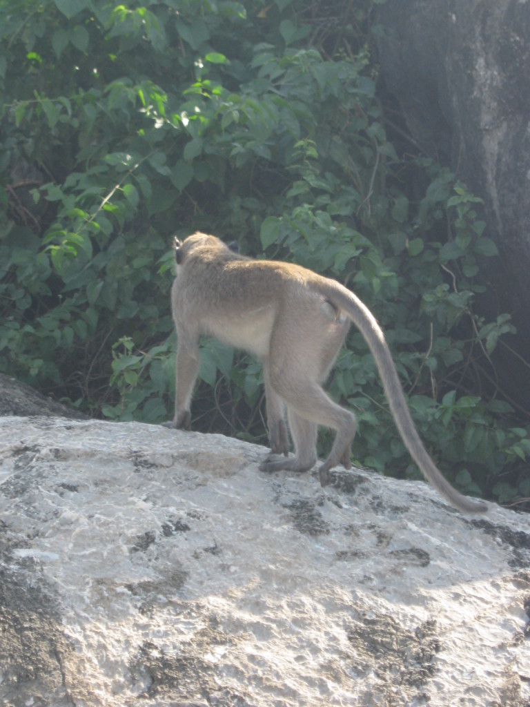 Prachuat K. K. Die Affen  II